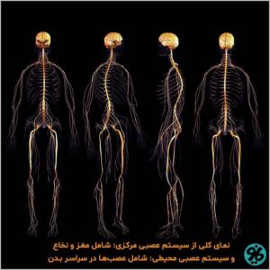 عصب شناسی