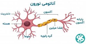 نورون