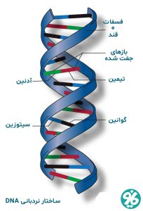 ساختار DNA