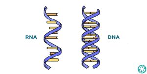 DNA و RNA