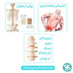 موارد استفاده از کمربند اورتینو مدل LO