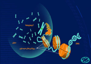 ژنتیک و کروموزوم