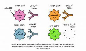 عملکرد آنتی بادی در برابر پاتوژن هایی که در بدن وجود دارند