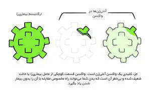 عملکرد واکسن به عنوان یک جزء ضعیف شده بیماری