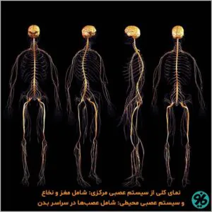 عصب شناسی
