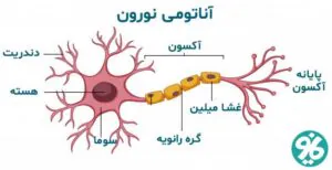 نورون